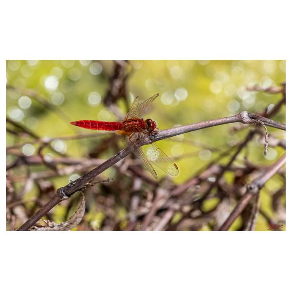 PHOTO84, CLUB, 84 , LUBERON